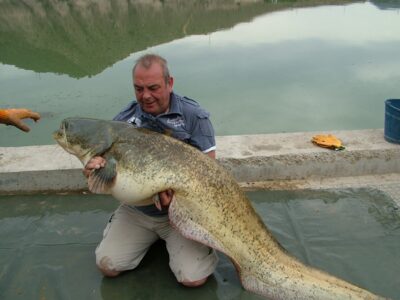 Wels catfish, 52.0 kg