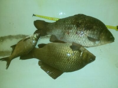 Crucian carp, 1.6 kg — Šaukėnų I-asis