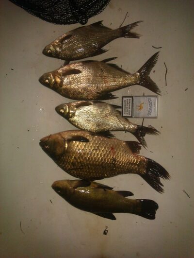 Crucian carp, 1.1 kg