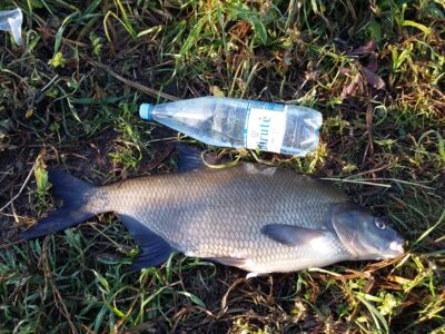 Carp bream, 3.1 kg — Taujėnų