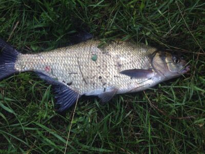 Carp bream, 0.9 kg — Neris River
