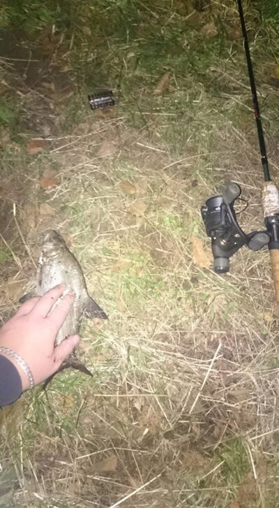 Carp bream, 0.2 kg — Luka