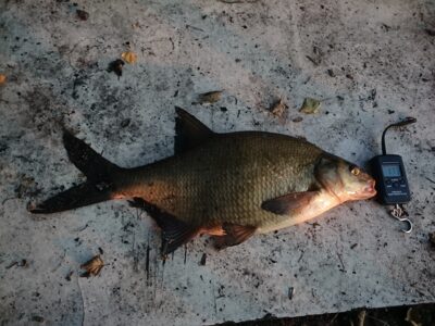 Carp bream ×4 — Dūriai