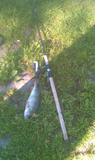 Eurasian perch, 0.8 kg — ATMATA