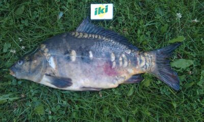 Carp, 1.8 kg — Ygla