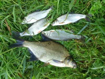Carp bream, 1.0 kg — Neman River
