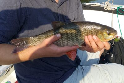 Ide, 1.2 kg