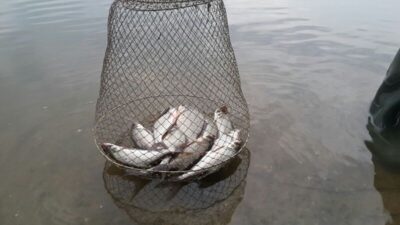 Carp bream ×10 — Spenglas