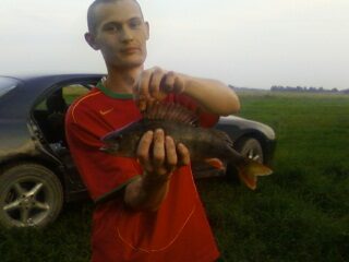 Eurasian perch, 0.5 kg — Minija