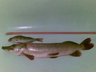 Northern Pike — Ramučių