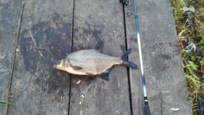 Carp bream, 1.2 kg — Baltelis