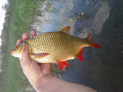 Carp bream