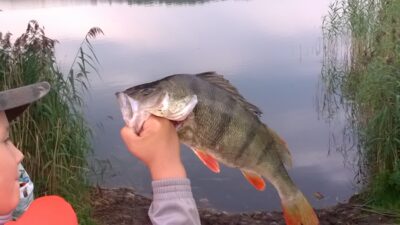 Eurasian perch, 1.1 kg — Talaikė