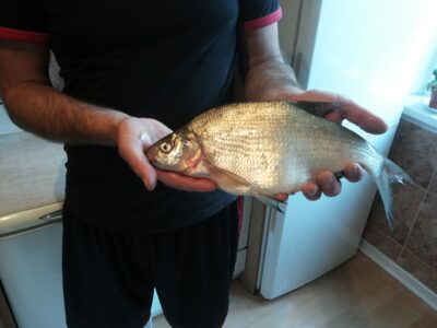 Carp bream — Kuršių