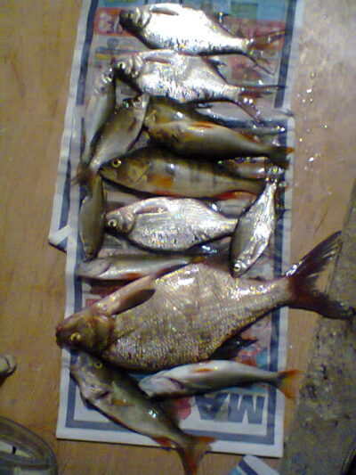 Carp bream — Klykolių