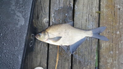 Carp bream, 1.2 kg — Kroppkärrssjön
