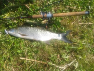 Asp, 1.6 kg — Neris River