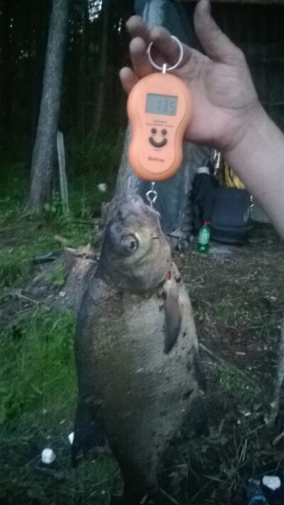 Carp bream, 1.3 kg — Rašai