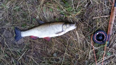chub — Širvinta