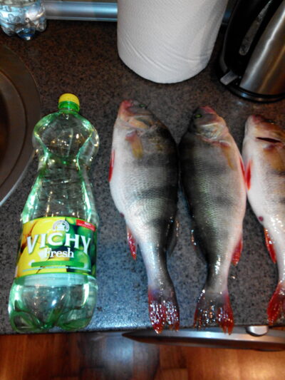 Eurasian perch, 1.0 kg — Kupiškio