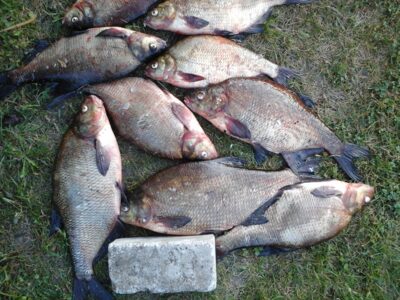 Carp bream ×9 — Galuonis
