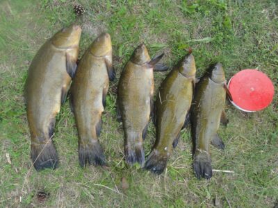 Tench ×5 — Jotkonių