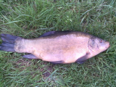 Tench — Galuonai