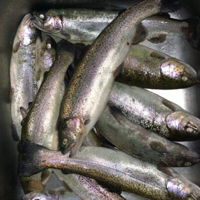 Ocean Trout ×11