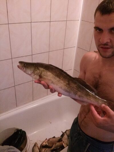 Pike perch, 1.7 kg — Kavalys