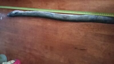 European eel, 1.5 kg — Luka