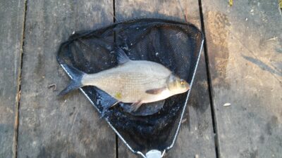 Carp bream, 1.1 kg — Baltelis