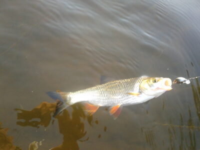 chub — Neris River