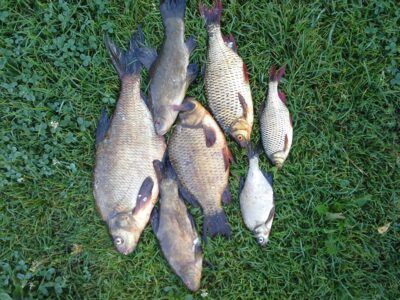 Carp bream