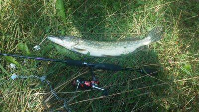 Northern Pike, 1.4 kg