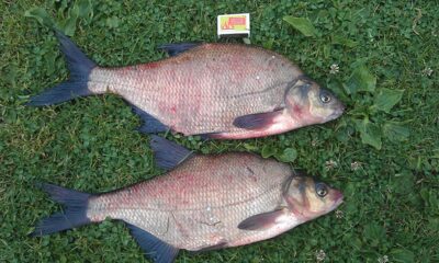 Carp bream, 3.0 kg — Ygla
