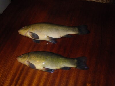 Tench