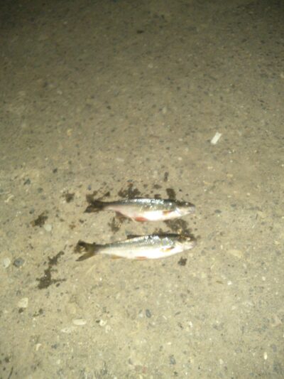 Dace, 0.3 kg