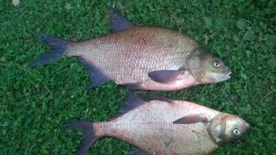 Carp bream, 1.8 kg — Rašai