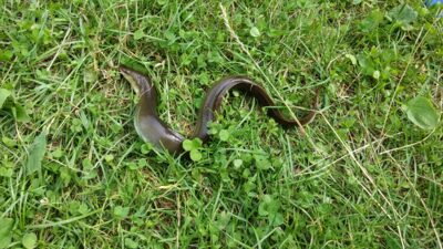 European eel, 0.4 kg