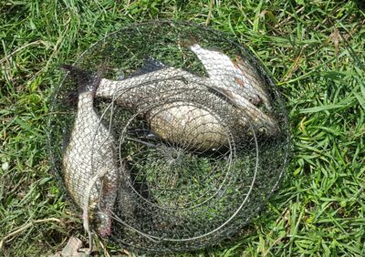 Carp bream, 0.6 kg — Akmena
