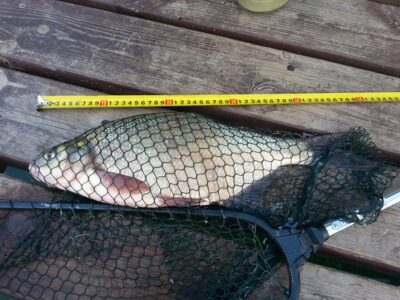 Carp bream, 1.2 kg