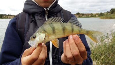 Eurasian perch