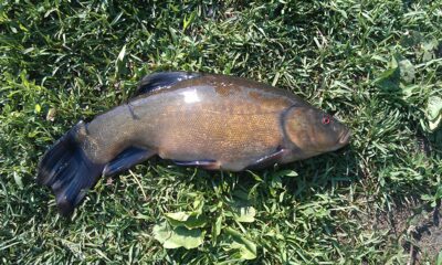 Tench, 0.8 kg — Ygla