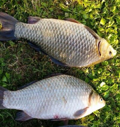 Crucian carp, 0.5 kg — Baisogalos I-asis