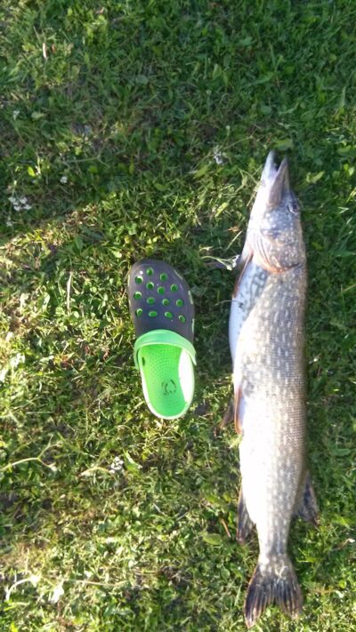Northern Pike, 5.1 kg — Pakasas