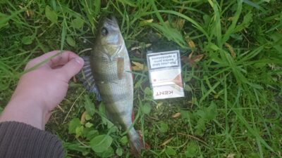 Eurasian perch, 0.5 kg — Trinyčių