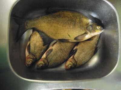 Carp bream, 1.5 kg