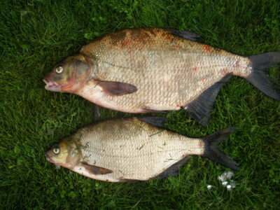 Carp bream, 2.2 kg