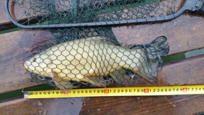 Tench, 0.6 kg