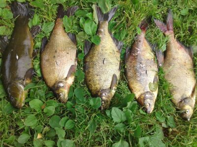 Carp bream ×4 — Liberiškio